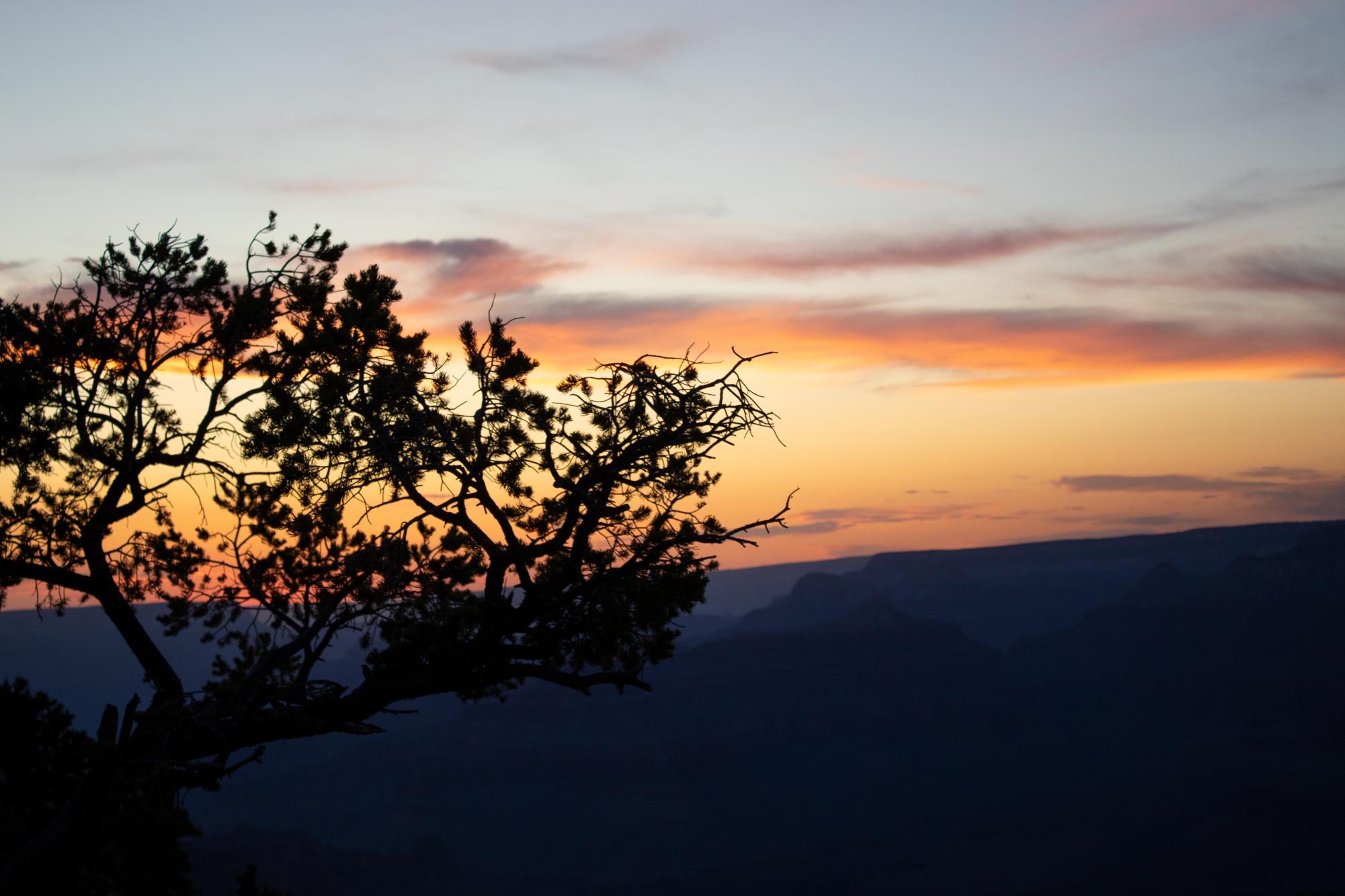 A sunset shadowing a tree hanging over the cliff face of the Grand Canyon.