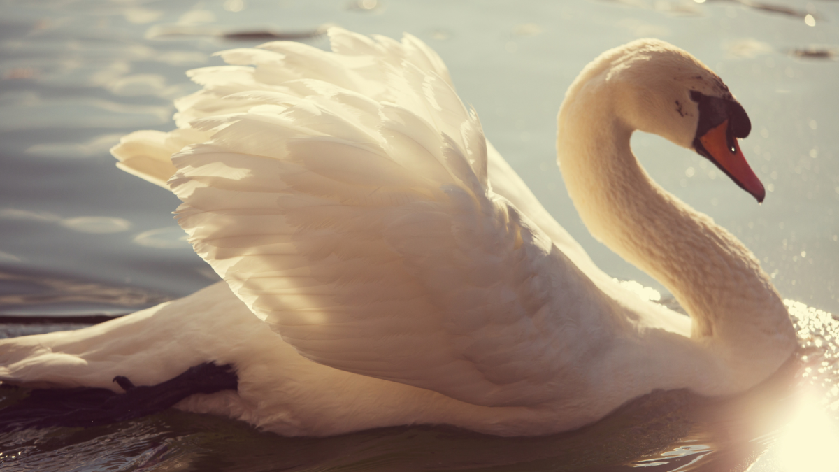 My Version of “The Swan at Edgewater Park”