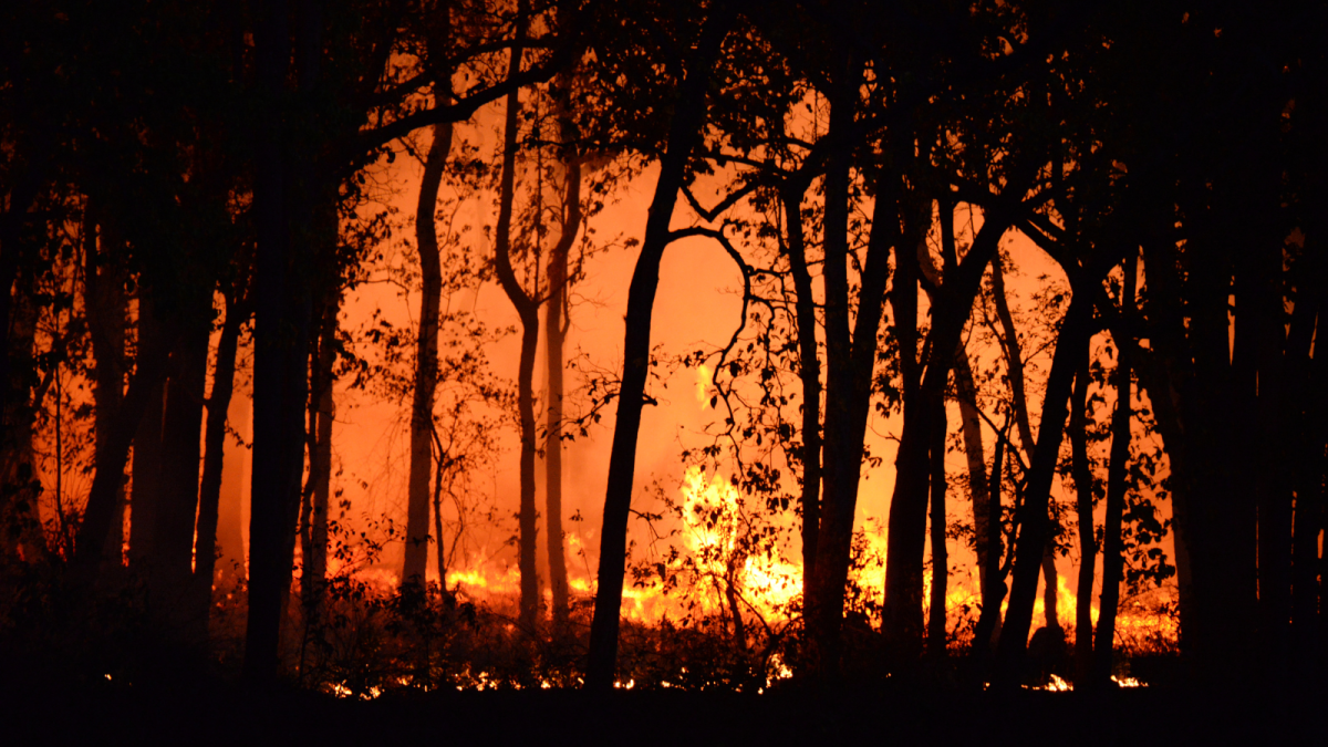 In a Wildfire